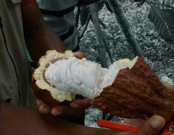 Lineamientos Básicos de Cacao Sostenible – LBCS